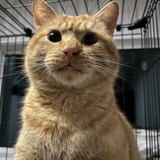 人懐っこい茶トラくん