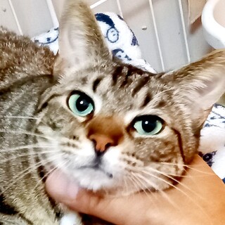 いっぱいかまって！アメショミックス♥ら～らぽ♪