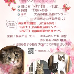 猫の譲渡会 @犬山市福祉活動センター