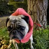 パグの引き取り サムネイル2