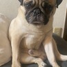 パグの引き取り サムネイル3