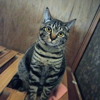 スコティッシュＭＩＸ★食いしん坊のこのみちゃん