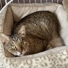 置き去り猫・21歳・ベンガルみたいな大人しいオス サムネイル2