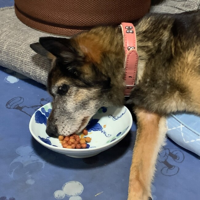 kotona39のカバー写真