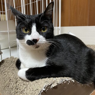 毛艶よくちょび髭がかわいいタキシードキャット