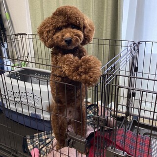 【生後約9か月】元気なオスのトイプードル