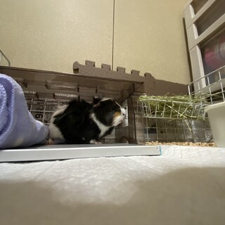 モルモット里親募集