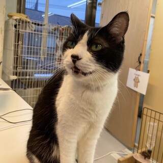 【里親募集】なつ♀ 推定11歳