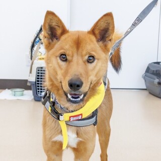 元気いっぱい！とっても人懐っこい男の子♪さてつ君