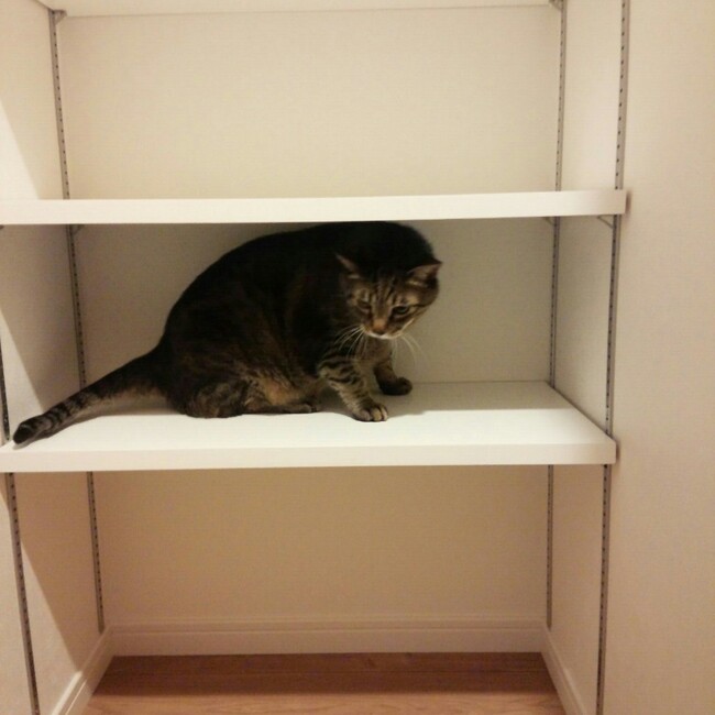 しましま23のカバー写真