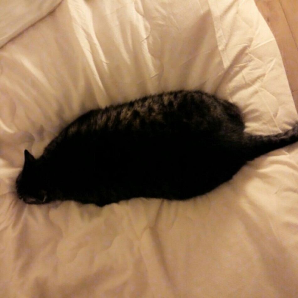 しまおのカバー写真