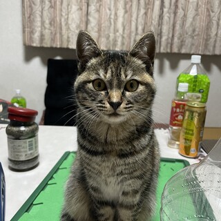 里親を募集します