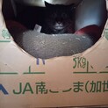 臆病すぎて写真を撮らせてくれないキジトラちゃん