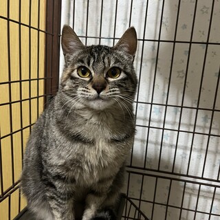 シャイな女の子です