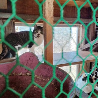 キジトラシロ鼻チョボちゃん