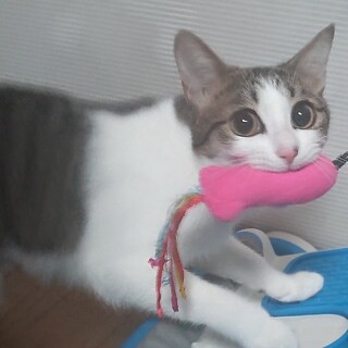 可愛い葵ちゃん♪