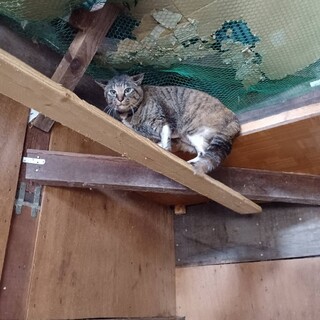 キジトラ白足おこりんぽちゃん