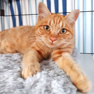 【お見合い随時】先住猫のお友達に♪スリゴロ茶トラ