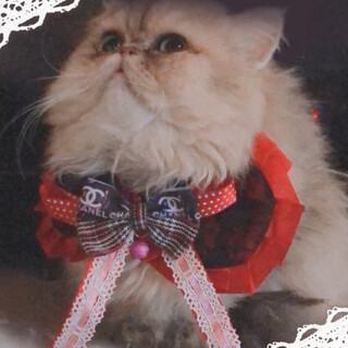 のんびり癒し系