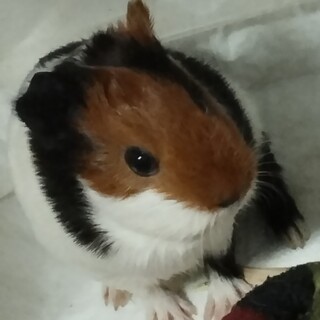 イングリッシュモルモット（おそらく男の子）