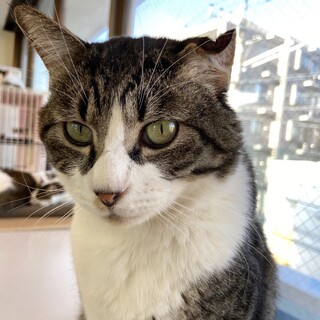 【里親募集】ポッポ♂ 推定5歳