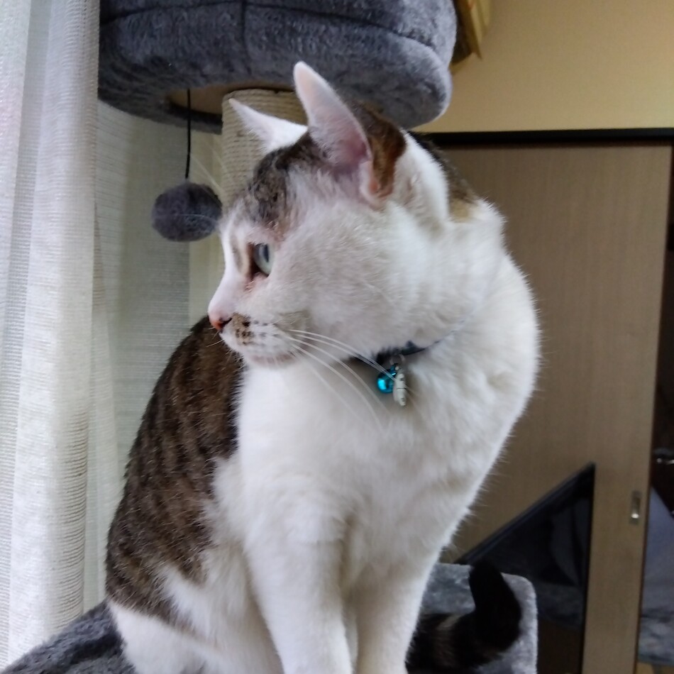 ルイのカバー写真