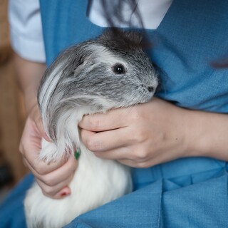 3歳のモルモットが新しい飼い主を