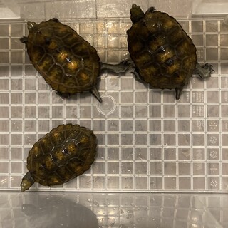 ニホンイシガメCB