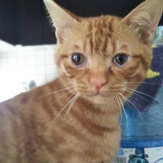 閉じていた瞳に光が！瞳キラキラ奇跡のチャトくん