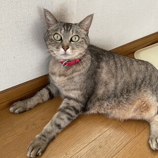 お陰様で優しい里親さん決まりました