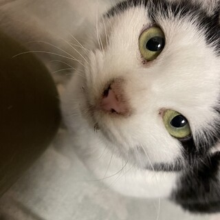 魅力的な眼の女の子