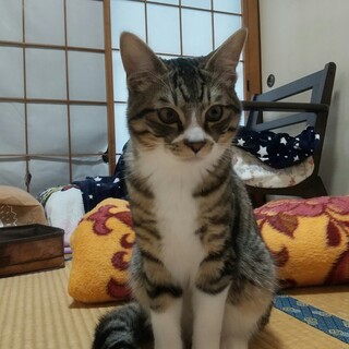 人懐っこい甘えん坊です。