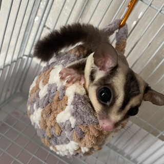 1歳フクロモモンガ　オス里親募集