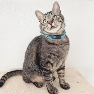 【譲渡決定！】お膝乗り甘えん坊かけるくん♡