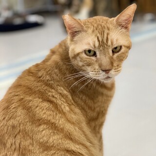 【里親募集】コワモテだけどとっても優しい、かめくん