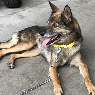 我が家に来た日