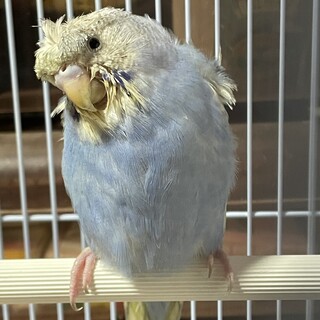 羽衣セキセイインコ　※斜頸あり