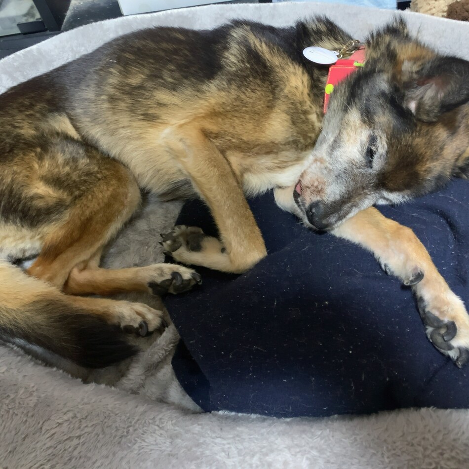 れんのカバー写真