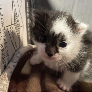 白黒子猫　仮名　いっちゃん(決定しました！)