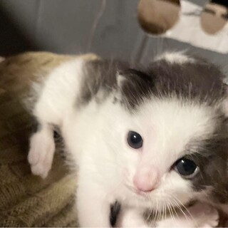 白黒子猫　仮名　にいちゃん