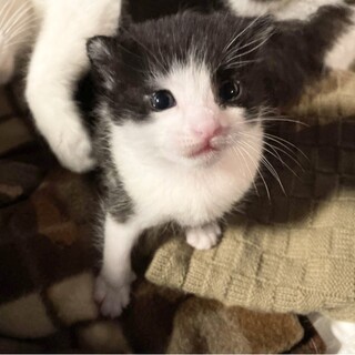 白黒子猫　仮名　さんちゃん(決定しました！)