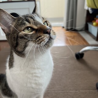 【お見合い随時】超フレンドリー★陽気な男の子