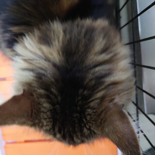 とても人懐っこくゴロゴロいいます！