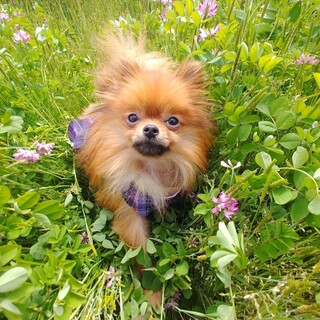 笑顔が可愛いポメラニアン１歳女の子