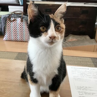 お転婆だけど甘えんぼ過ぎる三毛女子