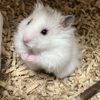 ゴールデンハムスター