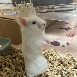 ゴールデンハムスター