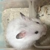 ゴールデンハムスター(長毛) サムネイル2