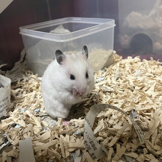ゴールデンハムスター