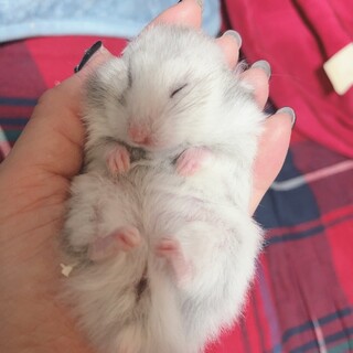 ゴールデンハムスター